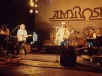 Ambrosia Ambrosia